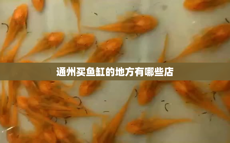 通州買魚缸的地方有哪些店 水族問答 第1張