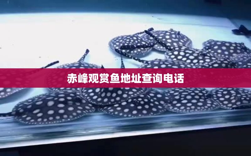 赤峰觀賞魚地址查詢電話 水族問答 第1張