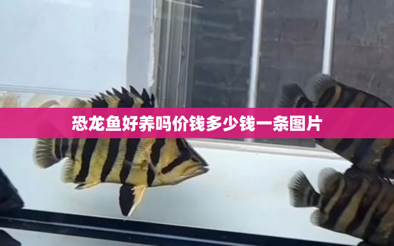 恐龍魚(yú)好養(yǎng)嗎價(jià)錢(qián)多少錢(qián)一條圖片 水族問(wèn)答 第1張