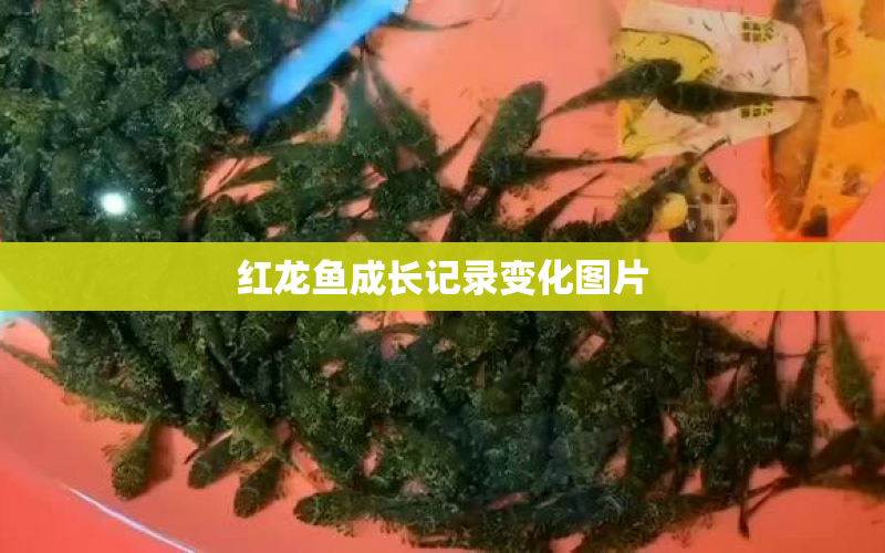 紅龍魚成長(zhǎng)記錄變化圖片 水族問答 第1張