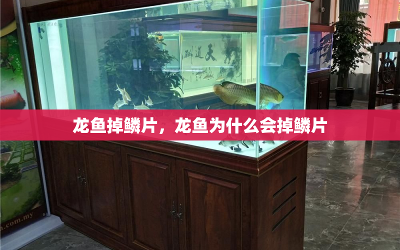 龍魚掉鱗片，龍魚為什么會掉鱗片 水族問答 第2張