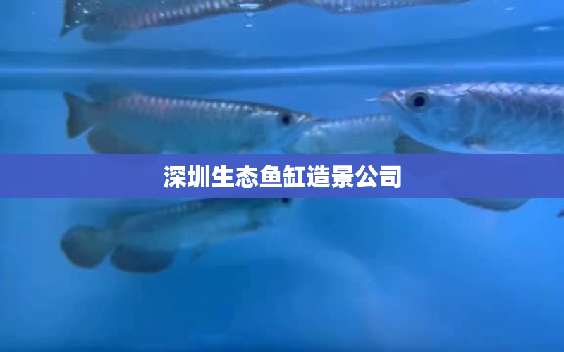 深圳生態(tài)魚缸造景公司 水族問答 第1張