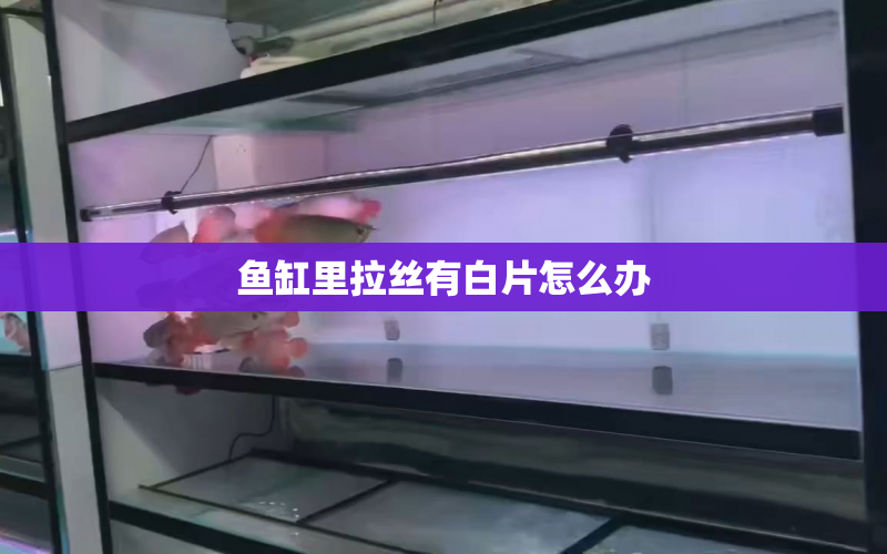 魚缸里拉絲有白片怎么辦 水族問答 第1張