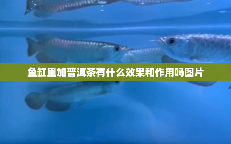 魚(yú)缸里加普洱茶有什么效果和作用嗎圖片 水族問(wèn)答 第1張