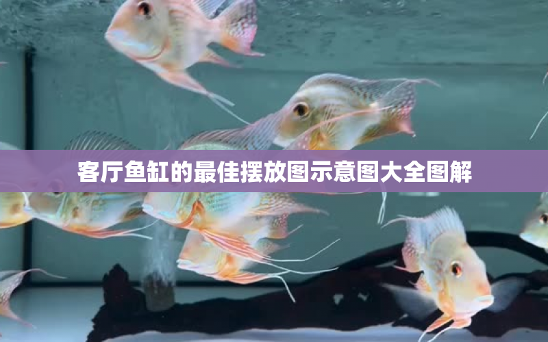 客廳魚缸的最佳擺放圖示意圖大全圖解 水族問答 第1張