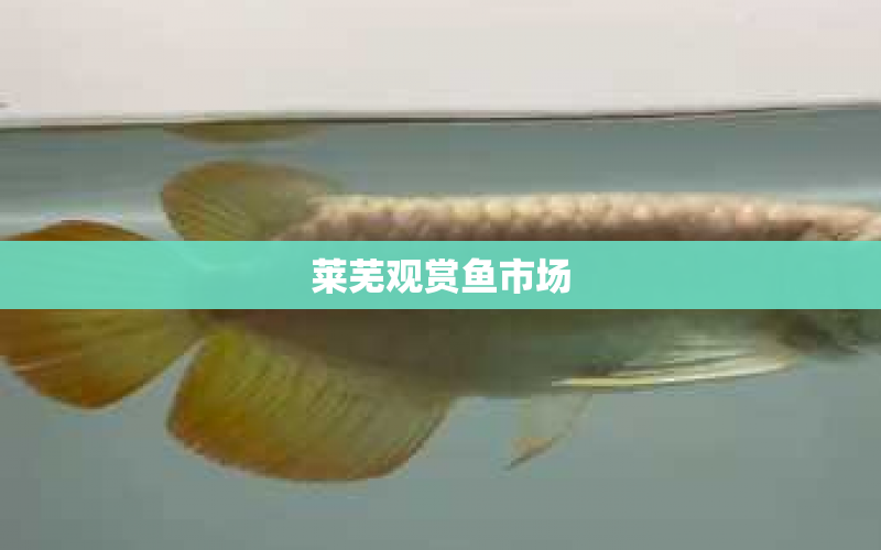 萊蕪觀賞魚市場 水族問答 第1張