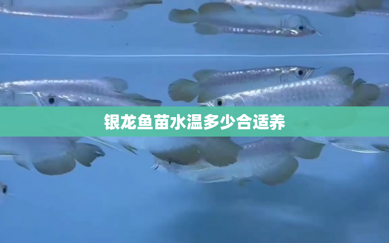 銀龍魚苗水溫多少合適養(yǎng) 水族問答 第2張