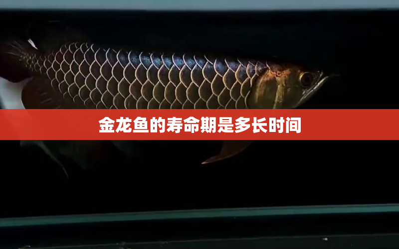 金龍魚的壽命期是多長(zhǎng)時(shí)間 水族問(wèn)答 第2張