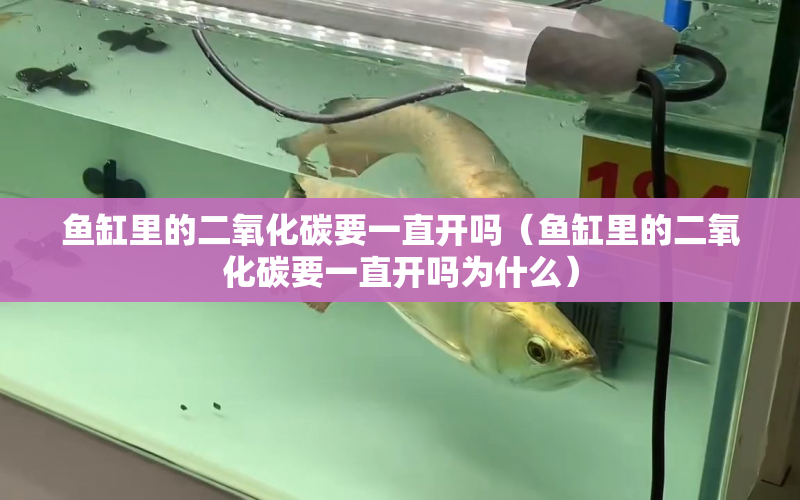 魚缸里的二氧化碳要一直開(kāi)嗎（魚缸里的二氧化碳要一直開(kāi)嗎為什么） 水族問(wèn)答 第1張