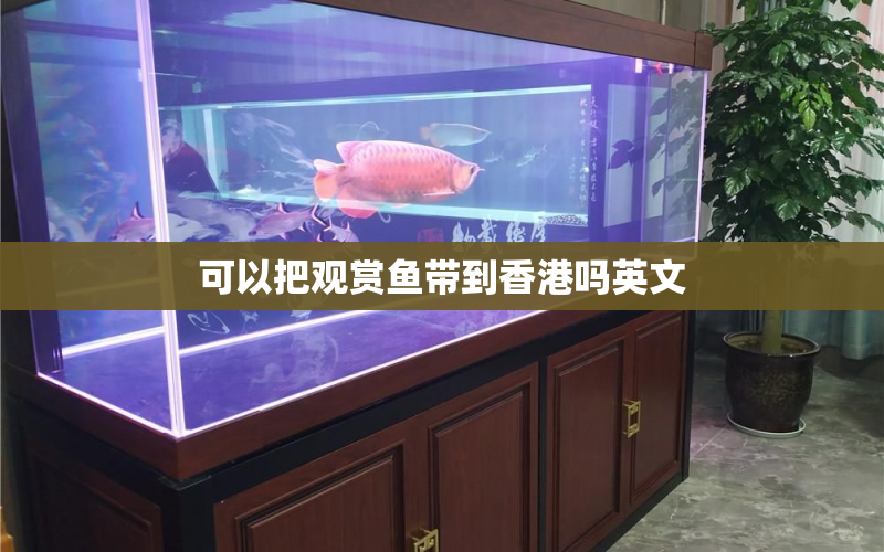 可以把觀賞魚帶到香港嗎英文 水族問(wèn)答 第1張