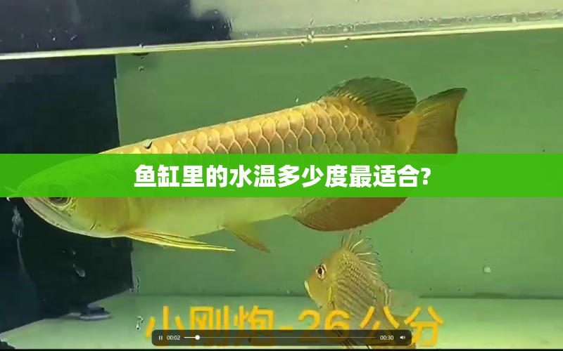 魚(yú)缸里的水溫多少度最適合? 水族問(wèn)答 第1張