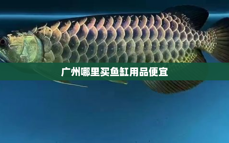 廣州哪里買(mǎi)魚(yú)缸用品便宜 水族問(wèn)答 第1張