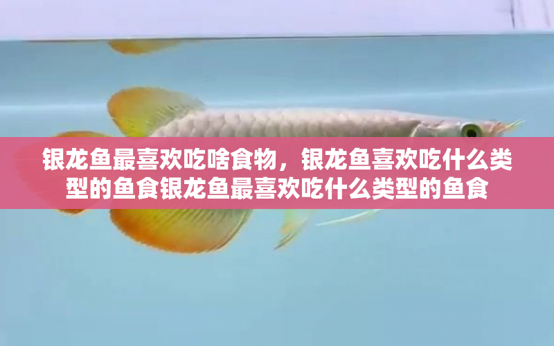 銀龍魚最喜歡吃啥食物，銀龍魚喜歡吃什么類型的魚食銀龍魚最喜歡吃什么類型的魚食 水族問答