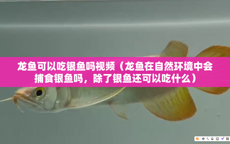 龍魚可以吃銀魚嗎視頻（龍魚在自然環(huán)境中會捕食銀魚嗎，除了銀魚還可以吃什么） 水族問答 第1張