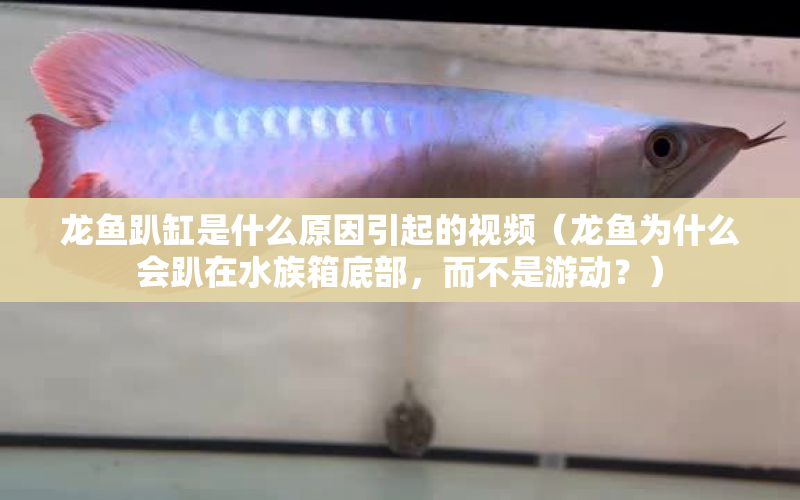 龍魚趴缸是什么原因引起的視頻（龍魚為什么會趴在水族箱底部，而不是游動？） 水族問答 第1張