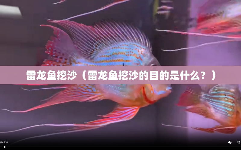 雷龍魚挖沙（雷龍魚挖沙的目的是什么？） 水族問答 第1張