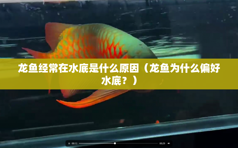 龍魚經(jīng)常在水底是什么原因（龍魚為什么偏好水底？） 水族問答 第1張