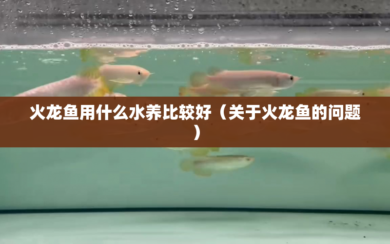 火龍魚用什么水養(yǎng)比較好（關于火龍魚的問題） 水族問答 第1張