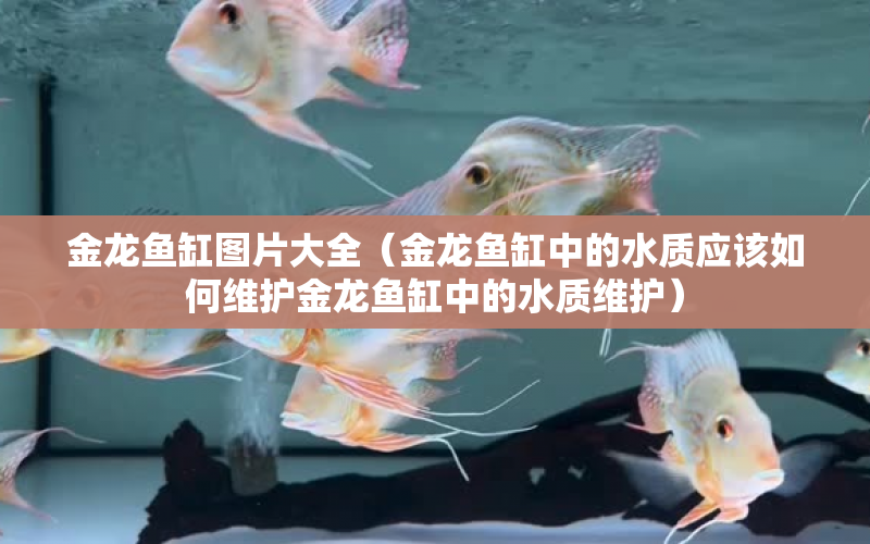 金龍魚缸圖片大全（金龍魚缸中的水質(zhì)應(yīng)該如何維護(hù)金龍魚缸中的水質(zhì)維護(hù)） 水族問答 第1張