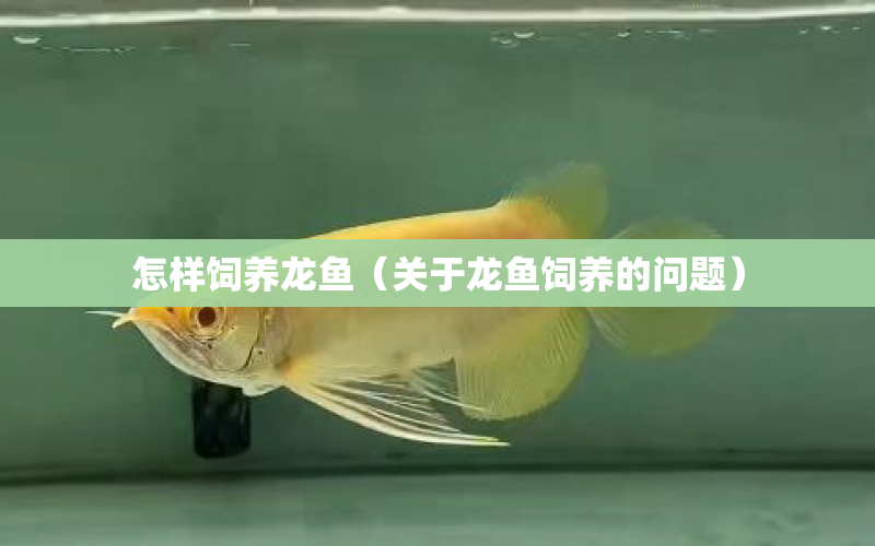 怎樣飼養(yǎng)龍魚(yú)（關(guān)于龍魚(yú)飼養(yǎng)的問(wèn)題） 水族問(wèn)答 第1張