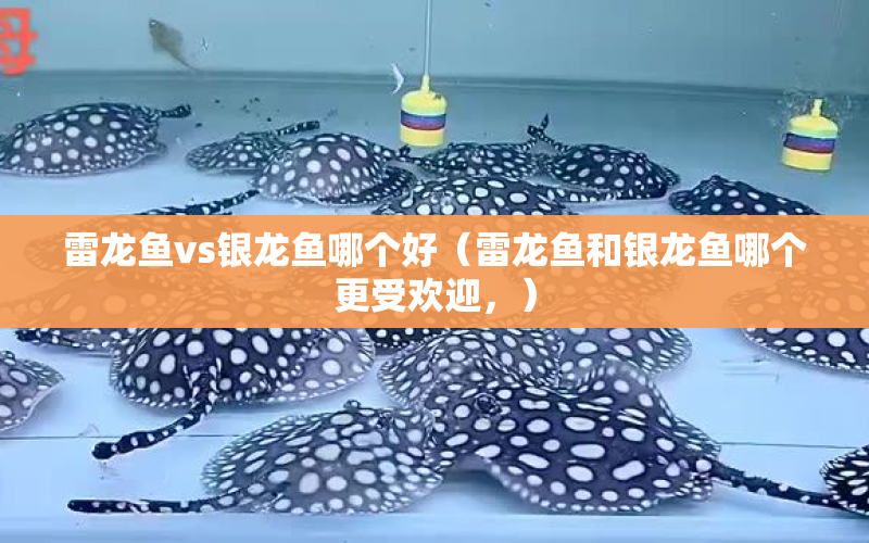 雷龍魚vs銀龍魚哪個好（雷龍魚和銀龍魚哪個更受歡迎，） 水族問答 第1張