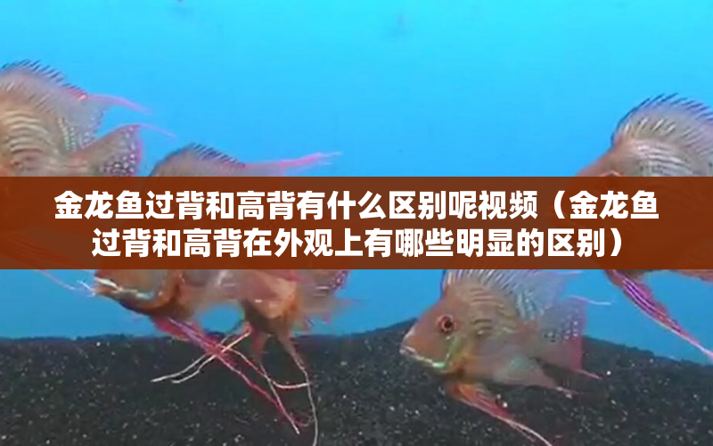 金龍魚過背和高背有什么區(qū)別呢視頻（金龍魚過背和高背在外觀上有哪些明顯的區(qū)別） 水族問答 第1張