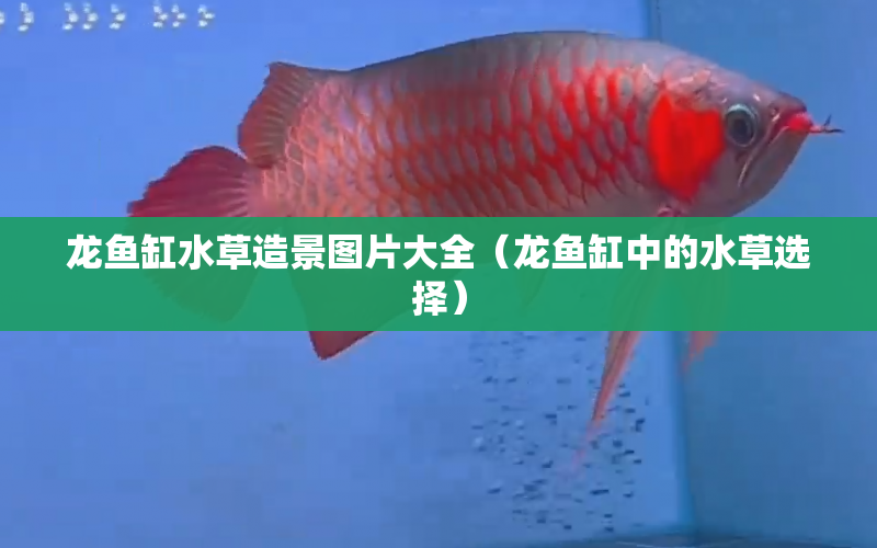 龍魚缸水草造景圖片大全（龍魚缸中的水草選擇） 水族問答 第1張