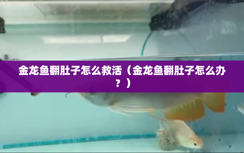 金龍魚翻肚子怎么救活（金龍魚翻肚子怎么辦？） 水族問答 第1張