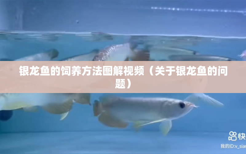 銀龍魚的飼養(yǎng)方法圖解視頻（關(guān)于銀龍魚的問題） 水族問答 第1張