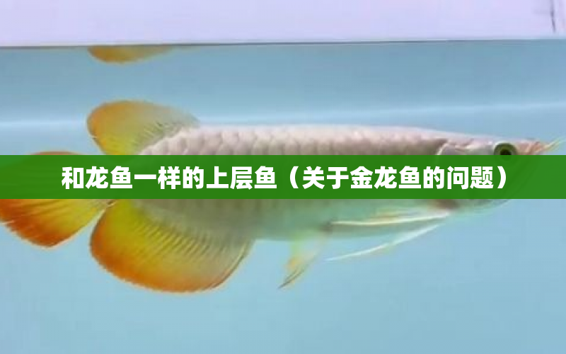 和龍魚(yú)一樣的上層魚(yú)（關(guān)于金龍魚(yú)的問(wèn)題） 水族問(wèn)答 第1張