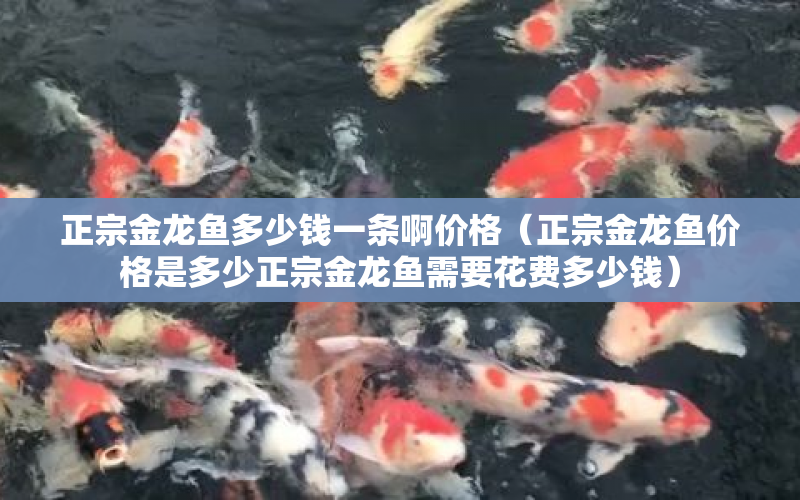 正宗金龍魚多少錢一條啊價(jià)格（正宗金龍魚價(jià)格是多少正宗金龍魚需要花費(fèi)多少錢） 水族問(wèn)答 第1張