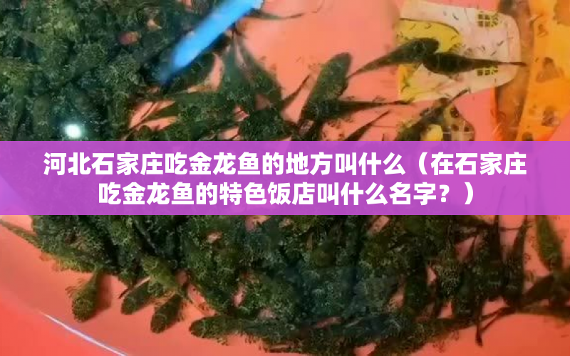 河北石家莊吃金龍魚的地方叫什么（在石家莊吃金龍魚的特色飯店叫什么名字？） 水族問答 第1張