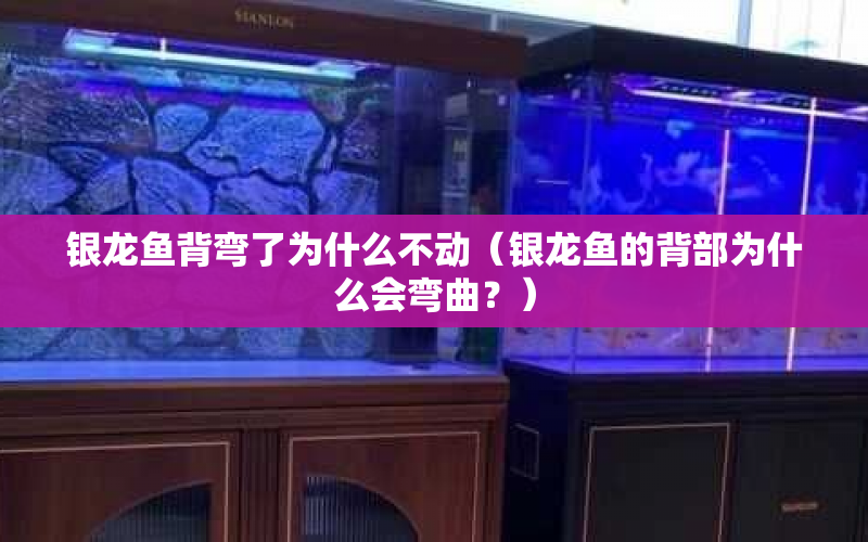 銀龍魚背彎了為什么不動（銀龍魚的背部為什么會彎曲？） 水族問答 第1張