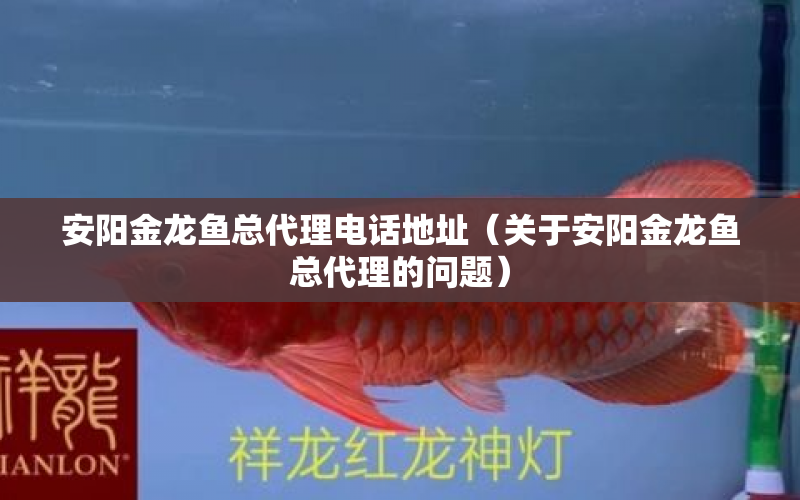 安陽金龍魚總代理電話地址（關(guān)于安陽金龍魚總代理的問題） 水族問答 第1張