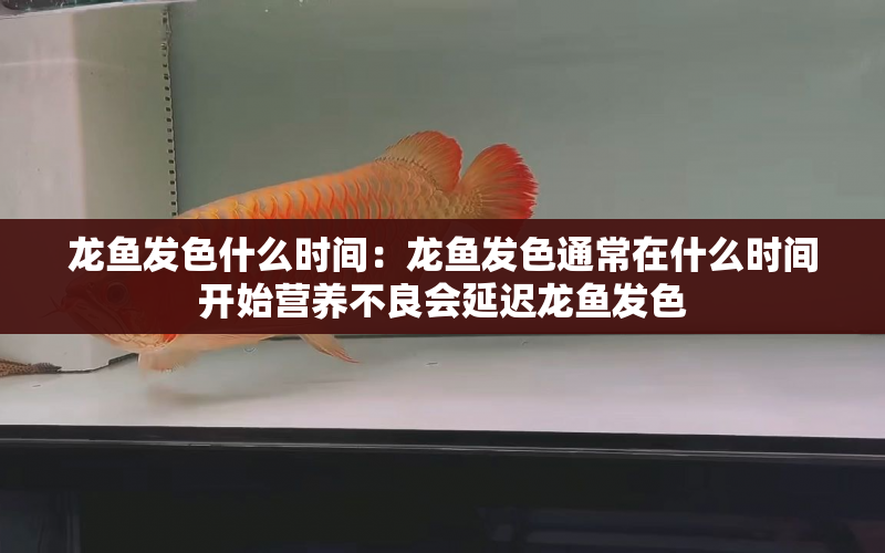 龍魚發(fā)色什么時(shí)間：龍魚發(fā)色通常在什么時(shí)間開始營(yíng)養(yǎng)不良會(huì)延遲龍魚發(fā)色 水族問答 第1張