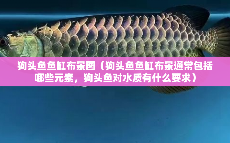 狗頭魚(yú)魚(yú)缸布景圖（狗頭魚(yú)魚(yú)缸布景通常包括哪些元素，狗頭魚(yú)對(duì)水質(zhì)有什么要求） 水族問(wèn)答 第1張