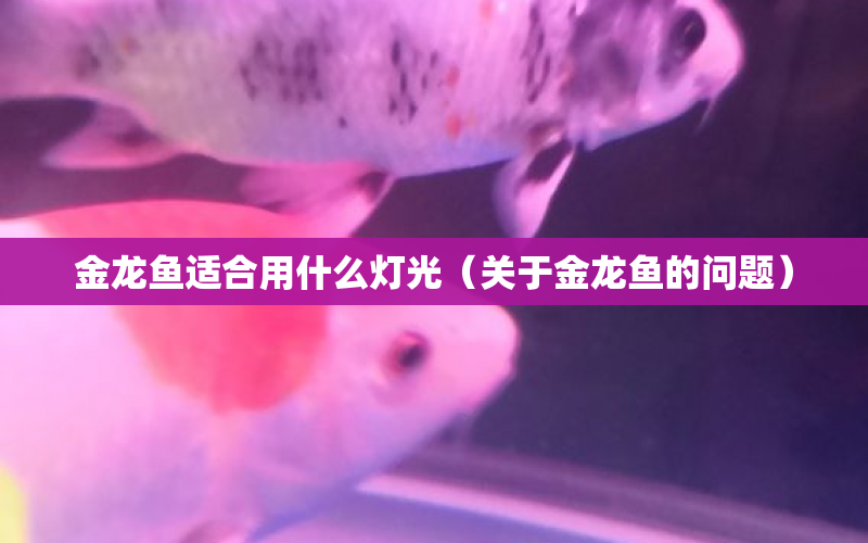 金龍魚適合用什么燈光（關(guān)于金龍魚的問題） 水族問答 第1張