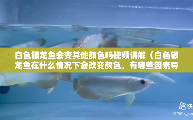 白色銀龍魚會變其他顏色嗎視頻講解（白色銀龍魚在什么情況下會改變顏色，有哪些因素導致） 水族問答 第1張