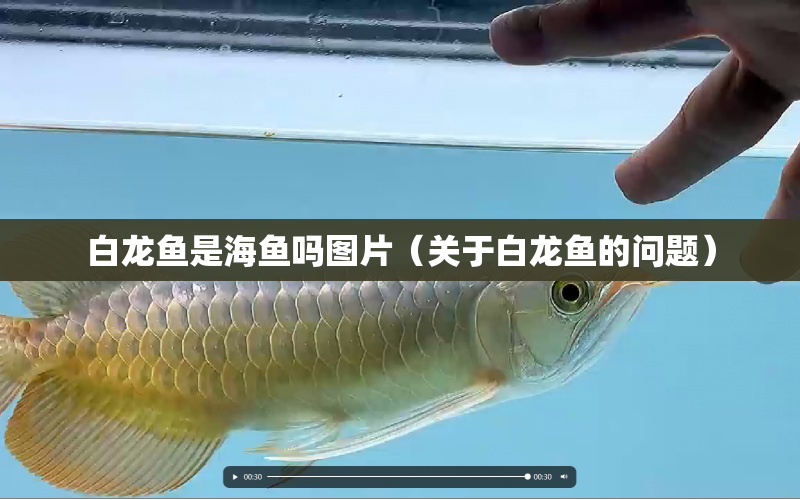 白龍魚是海魚嗎圖片（關(guān)于白龍魚的問題） 水族問答 第1張