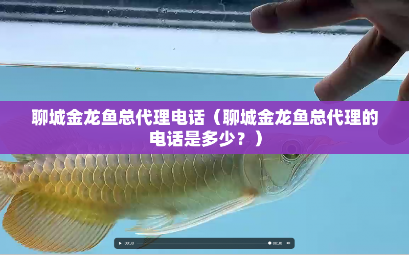 聊城金龍魚總代理電話（聊城金龍魚總代理的電話是多少？） 水族問答 第1張