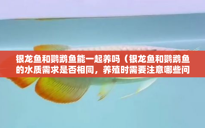 銀龍魚(yú)和鸚鵡魚(yú)能一起養(yǎng)嗎（銀龍魚(yú)和鸚鵡魚(yú)的水質(zhì)需求是否相同，養(yǎng)殖時(shí)需要注意哪些問(wèn)題） 水族問(wèn)答 第1張