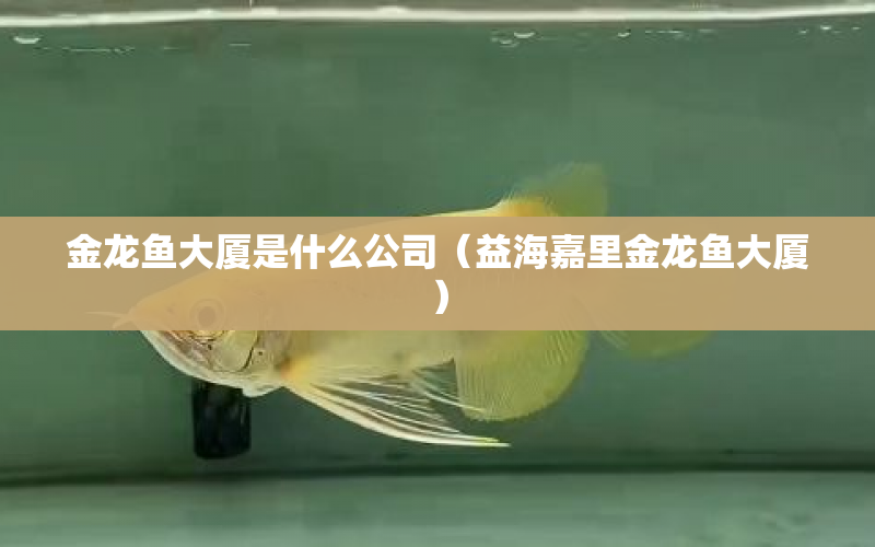 金龍魚大廈是什么公司（益海嘉里金龍魚大廈） 水族問答 第1張