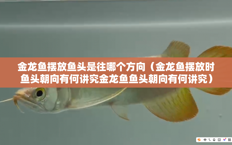 金龍魚擺放魚頭是往哪個(gè)方向（金龍魚擺放時(shí)魚頭朝向有何講究金龍魚魚頭朝向有何講究） 水族問答 第1張