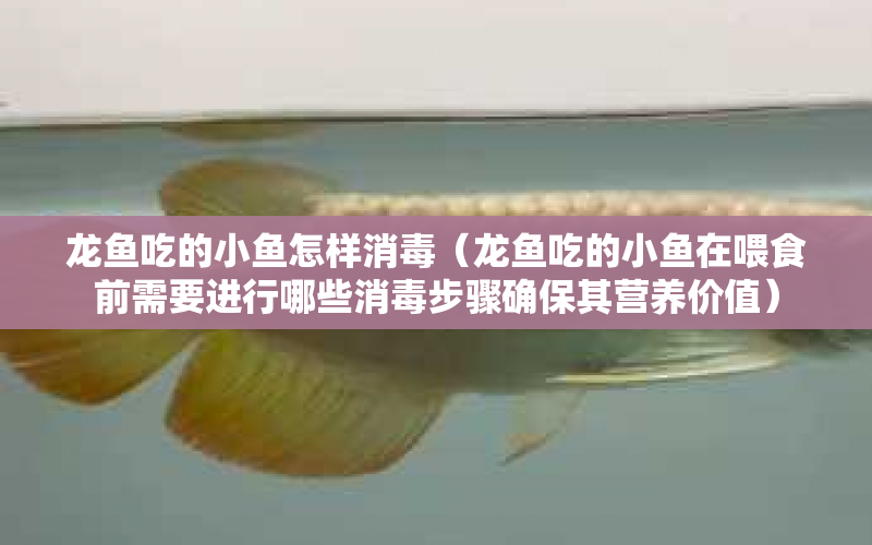 龍魚吃的小魚怎樣消毒（龍魚吃的小魚在喂食前需要進(jìn)行哪些消毒步驟確保其營(yíng)養(yǎng)價(jià)值） 水族問(wèn)答 第1張