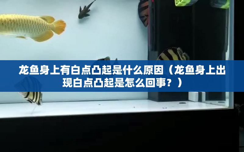 龍魚身上有白點凸起是什么原因（龍魚身上出現白點凸起是怎么回事？） 水族問答 第1張