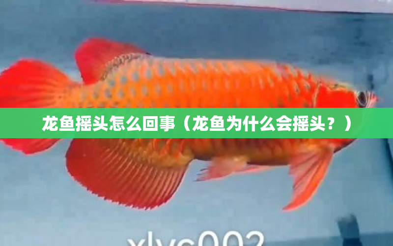 龍魚(yú)搖頭怎么回事（龍魚(yú)為什么會(huì)搖頭？） 水族問(wèn)答 第1張