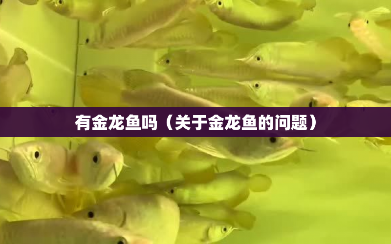 有金龍魚嗎（關(guān)于金龍魚的問題） 水族問答 第1張