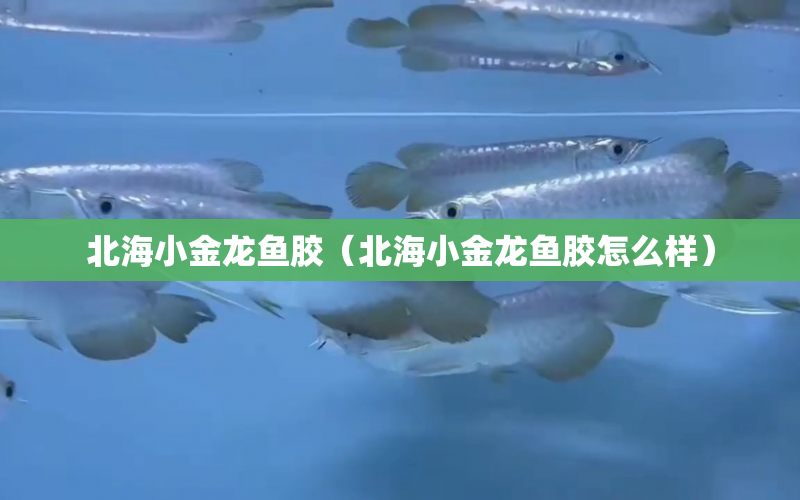 北海小金龍魚(yú)膠（北海小金龍魚(yú)膠怎么樣） 水族問(wèn)答 第1張