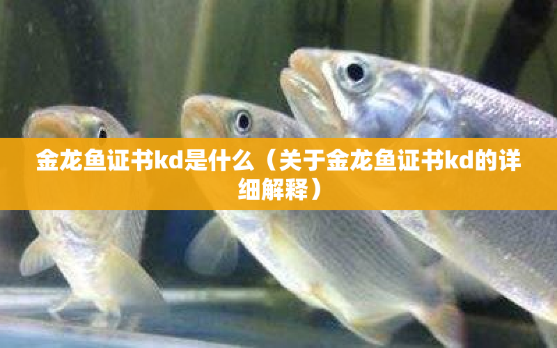 金龍魚證書kd是什么（關(guān)于金龍魚證書kd的詳細(xì)解釋） 水族問答 第1張