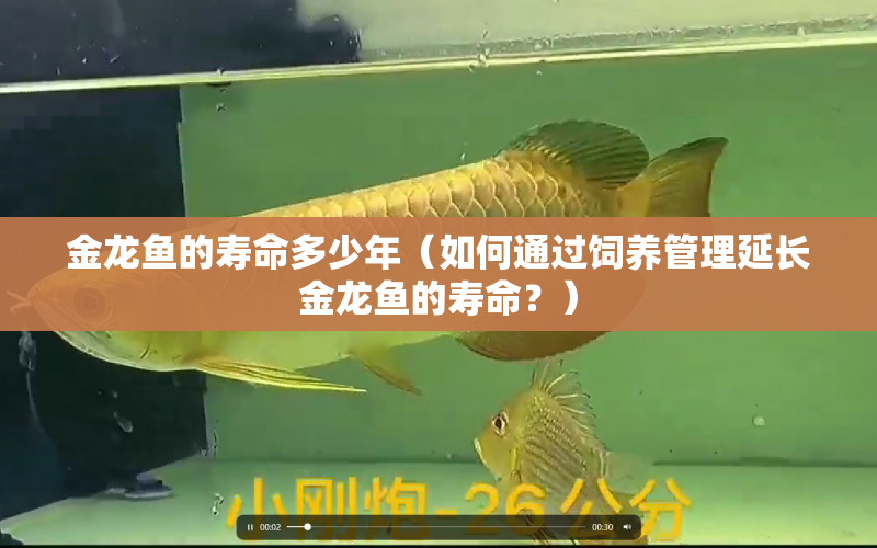 金龍魚的壽命多少年（如何通過飼養(yǎng)管理延長金龍魚的壽命？） 水族問答 第1張